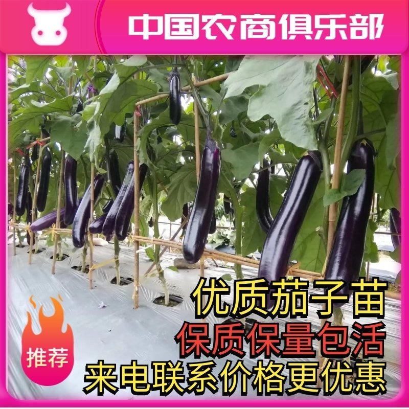 茄子苗大龙茄子苗线茄苗烧烤茄苗长茄苗圆茄苗
