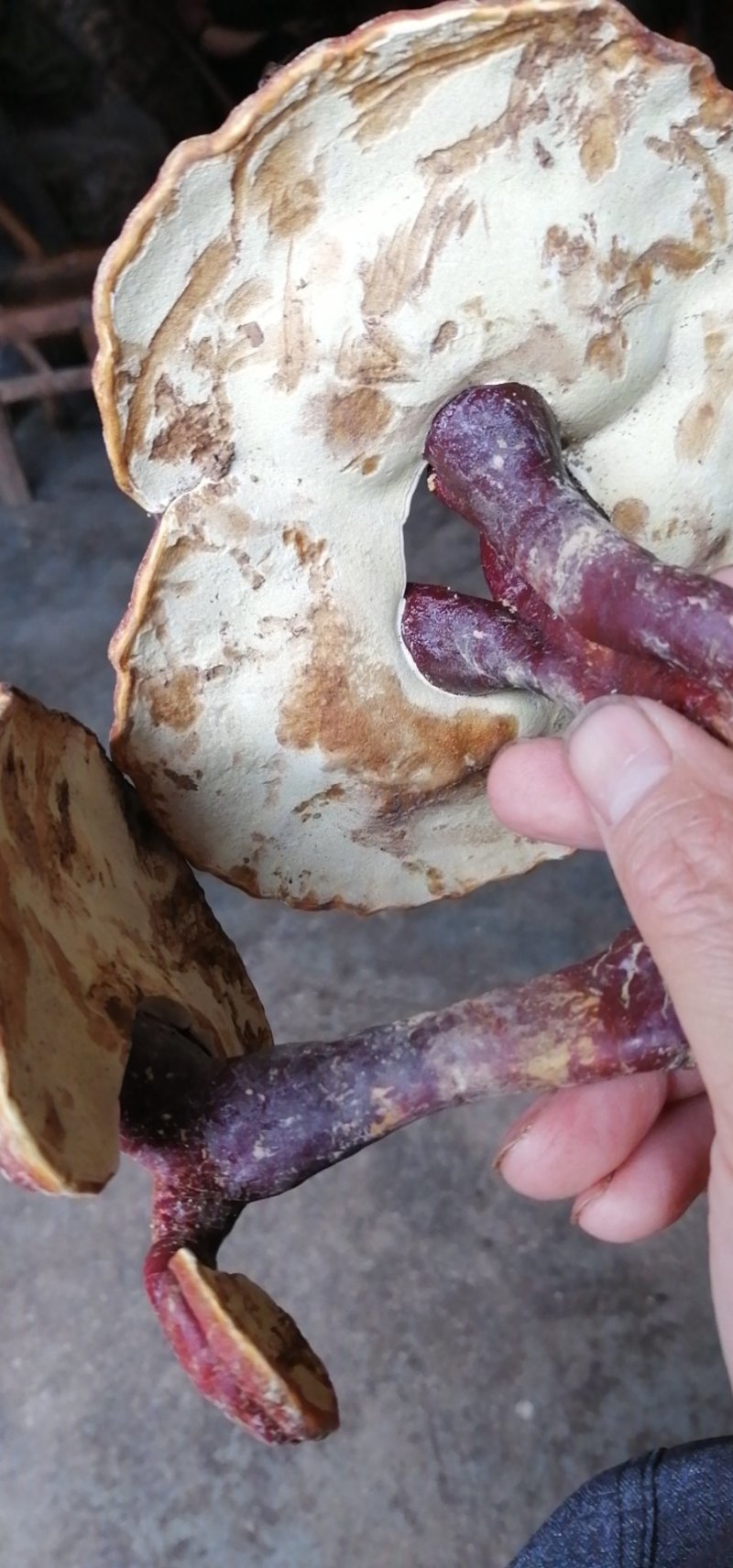 灵芝菌食用菌鲜货品质保证量大从优，欢迎老板咨询