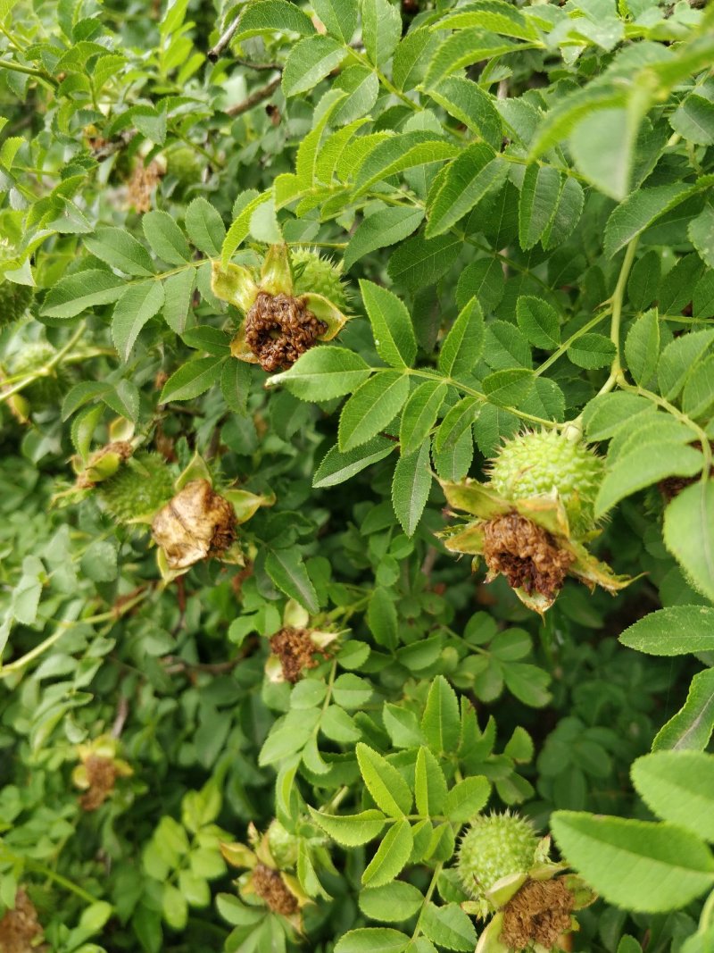 自然栽植刺梨大苗，7年优质刺梨大苗、原生刺梨大苗