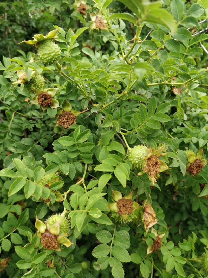 自然栽植刺梨大苗，7年优质刺梨大苗、原生刺梨大苗