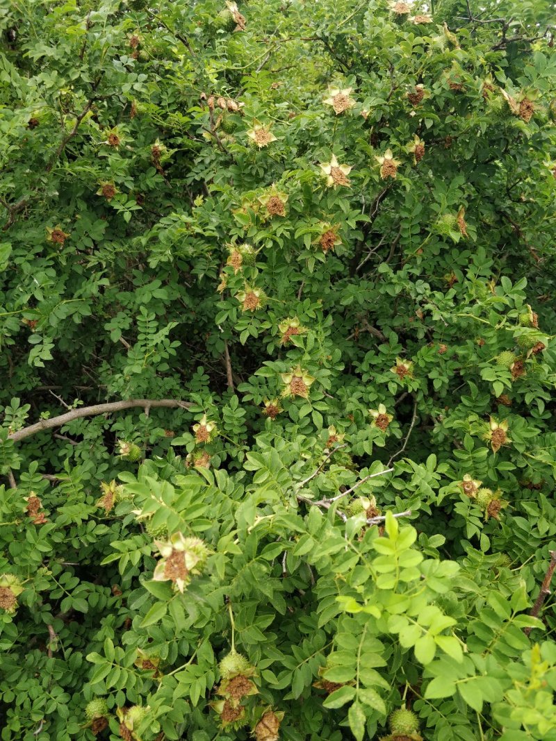 自然栽植刺梨大苗，7年优质刺梨大苗、原生刺梨大苗