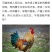 大公鸡鸡腰子，鸡罩丸，鸡子