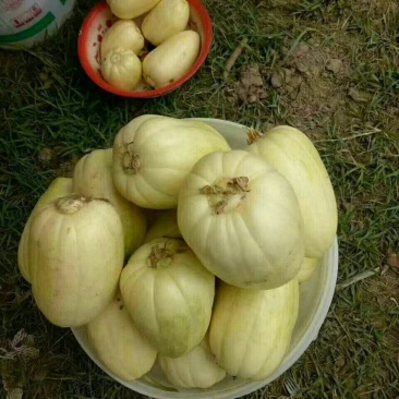 香瓜