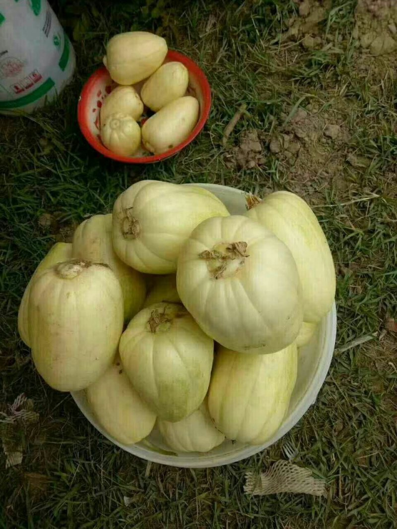 香瓜