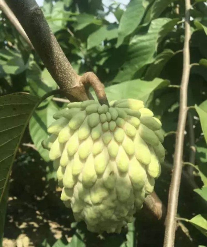 台湾凤梨释迦苗小杯苗高度30-40公分假一赔十