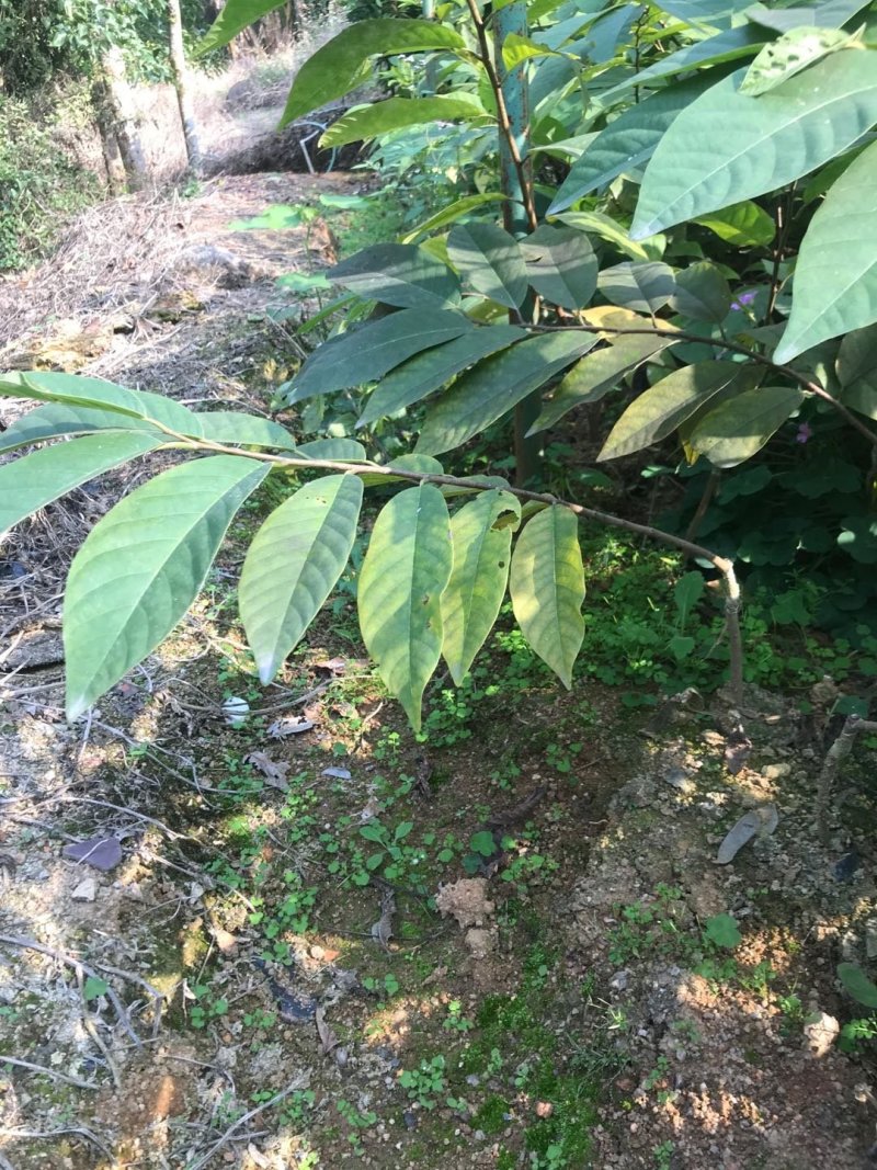 台湾凤梨释迦苗小杯苗高度30-40公分假一赔十
