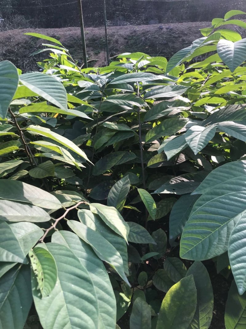 台湾凤梨释迦苗小杯苗高度30-40公分假一赔十