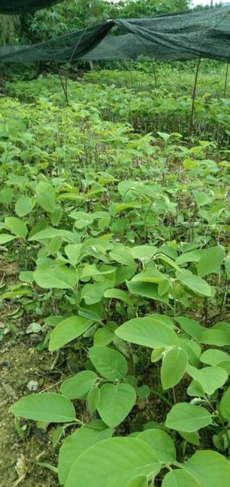 台湾凤梨释迦苗小杯苗高度30-40公分假一赔十