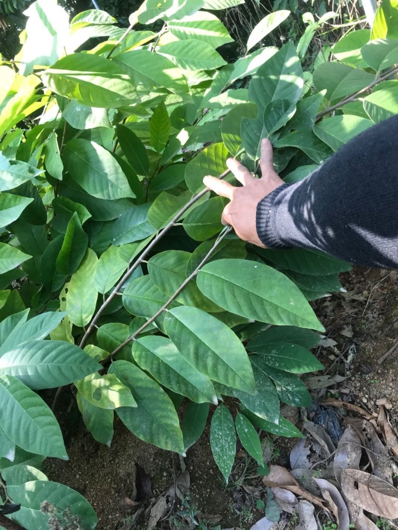 台湾凤梨释迦苗小杯苗高度30-40公分假一赔十