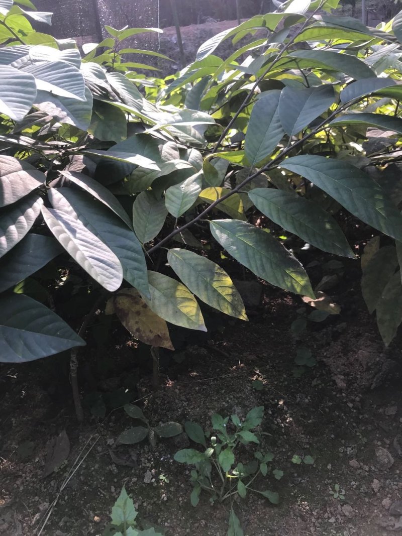 台湾凤梨释迦苗小杯苗高度30-40公分假一赔十