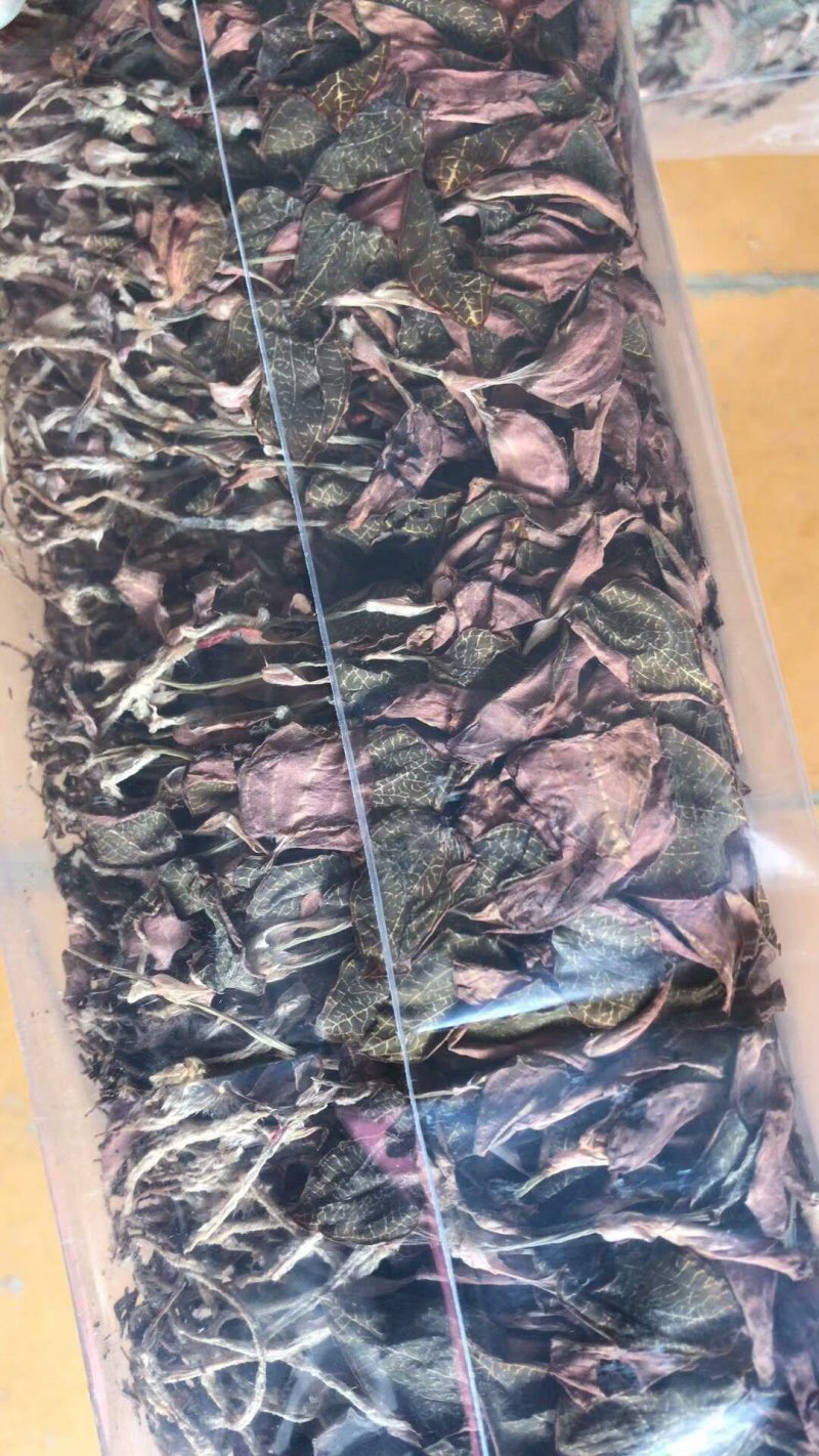 福建南靖基地直销金线莲干品货源充足