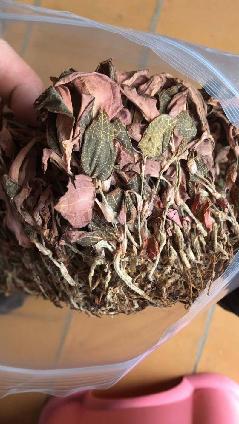 福建南靖基地直销金线莲干品货源充足