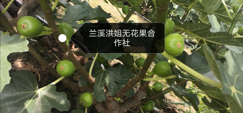 优质无花果鲜果，多年代办经验，整年供货，货源充足