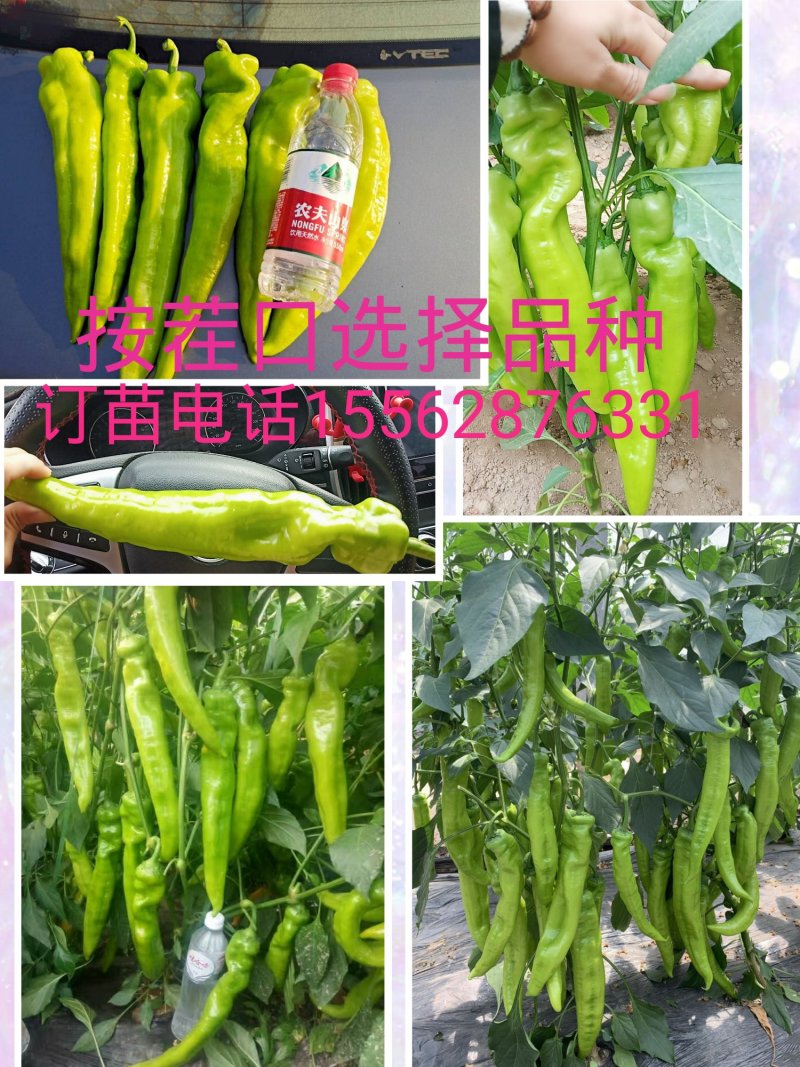 尖椒苗