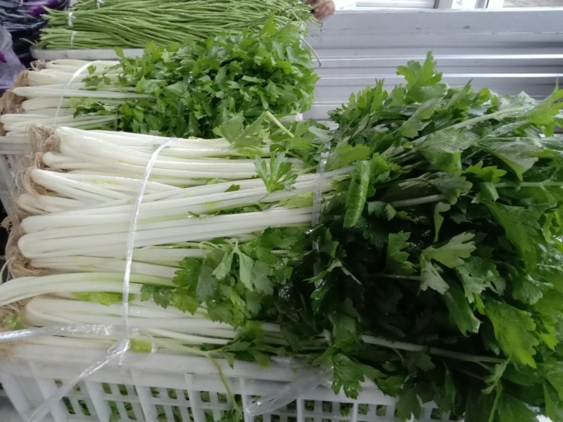 四川乐山自贡基地批发芹菜。白芹菜大量上市大吉的货