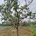 出售挂果枇杷树，分枝40左右，树型好，枝干粗壮，四川货源