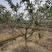 出售挂果枇杷树，分枝40左右，树型好，枝干粗壮，四川货源