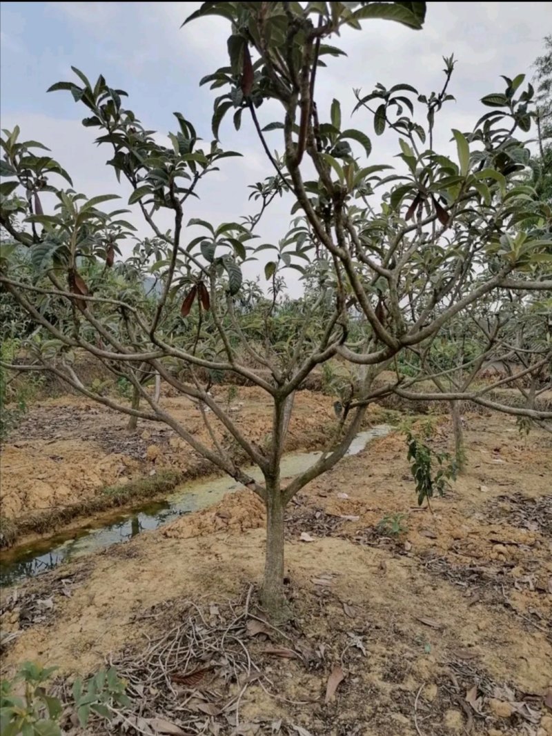 出售挂果枇杷树，分枝40左右，树型好，枝干粗壮，四川货源