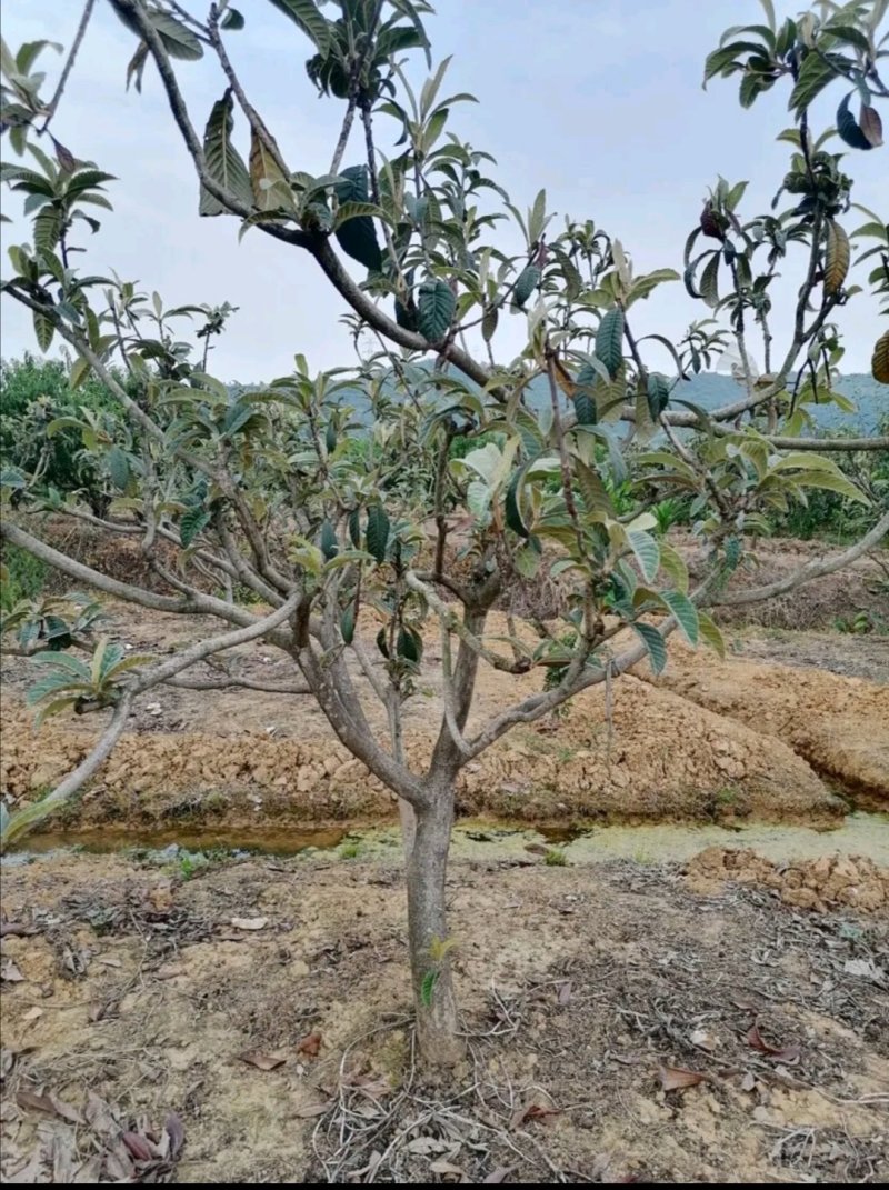 出售挂果枇杷树，分枝40左右，树型好，枝干粗壮，四川货源