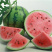 🍉🍉🍉精品8424西瓜，精品西瓜，火爆销售中