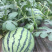 🍉🍉🍉精品8424西瓜，精品西瓜，火爆销售中