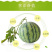 🍉🍉🍉精品8424西瓜，精品西瓜，火爆销售中