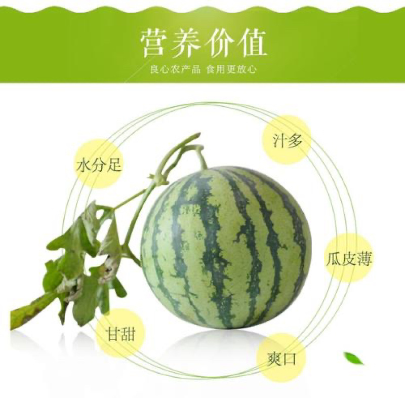 🍉🍉🍉精品8424西瓜，精品西瓜，火爆销售中