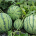 🍉🍉🍉精品8424西瓜，精品西瓜，火爆销售中