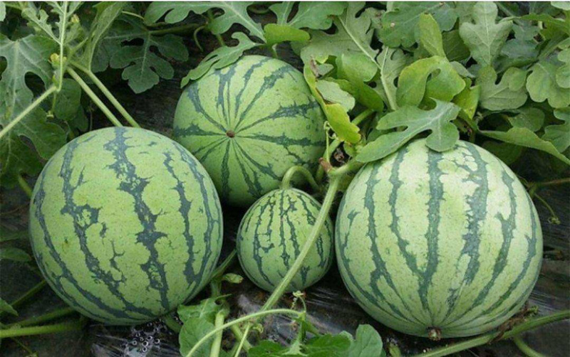 🍉🍉🍉精品8424西瓜，精品西瓜，火爆销售中