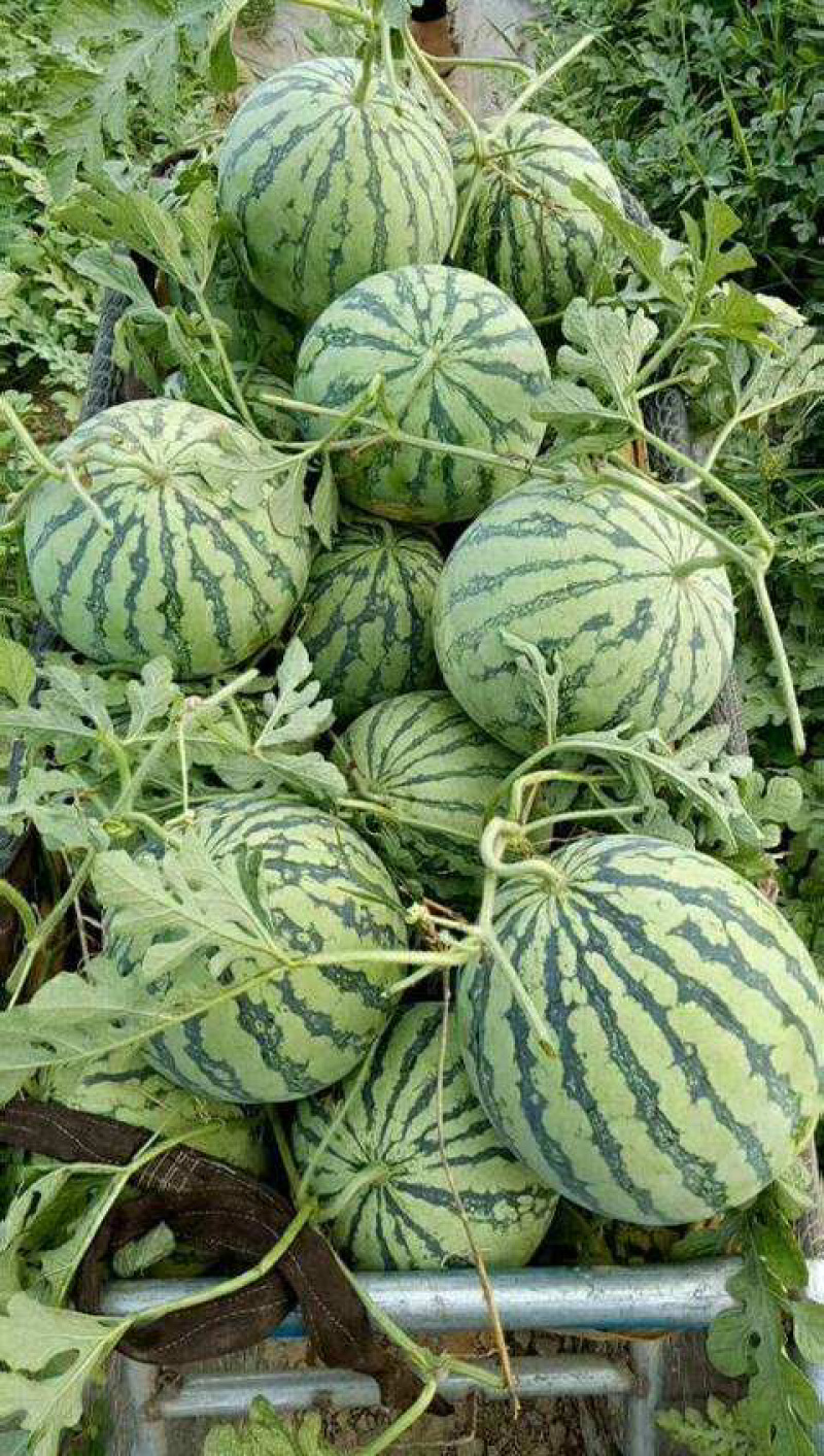 🍉🍉🍉精品8424西瓜，精品西瓜，火爆销售中