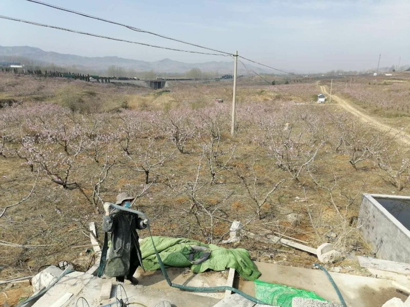 山东省临沂平邑县200亩春雪大量上市