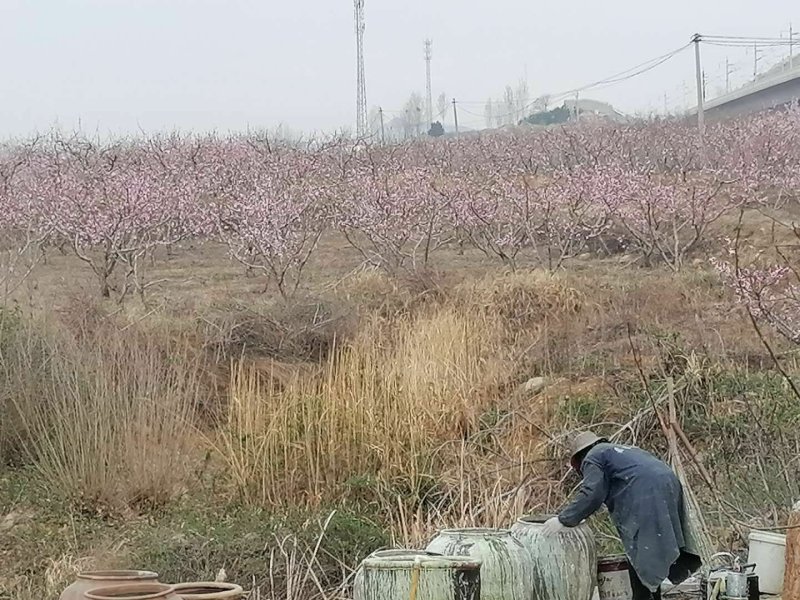 山东省临沂平邑县200亩春雪大量上市