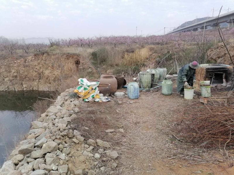 山东省临沂平邑县200亩春雪大量上市