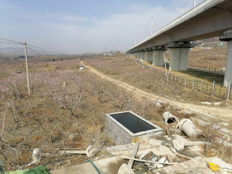 山东省临沂平邑县200亩春雪大量上市