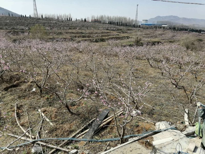 山东省临沂平邑县200亩春雪大量上市