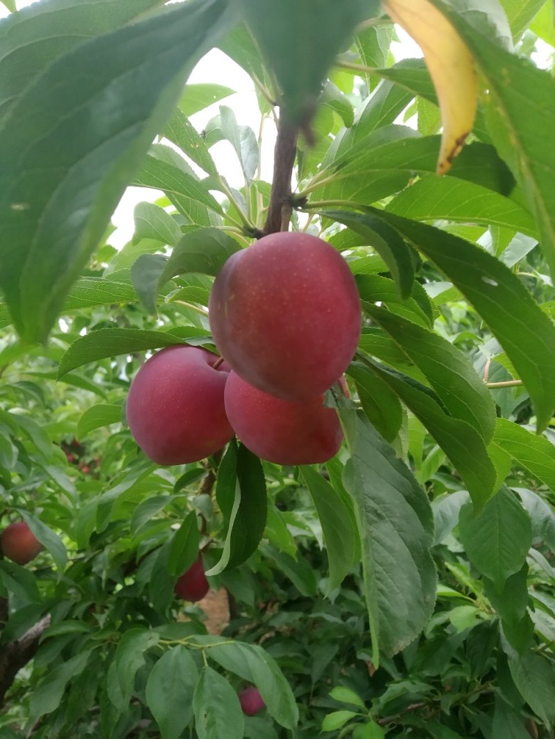 山东精品早生李子，纯甜无酸，软糯香甜，产地直供