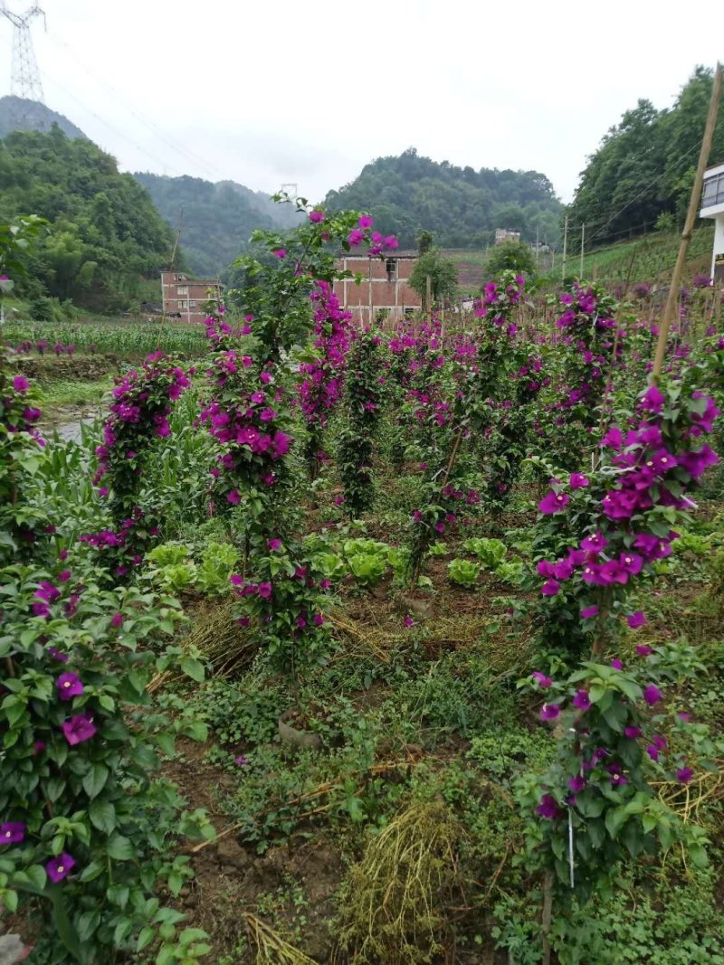 四川宜宾三角梅绿叶樱花、红花、紫花藤条