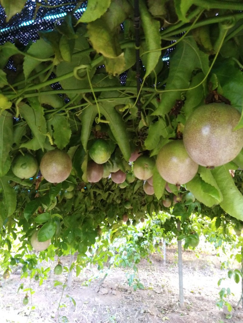 赣南农家肥生态种植百香果，一件代发，品质保证