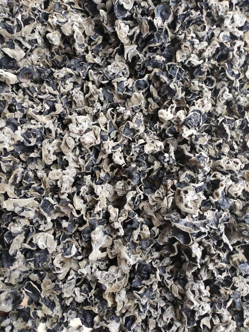 黑木耳自己种植，一手货源产地直发需要的联系我