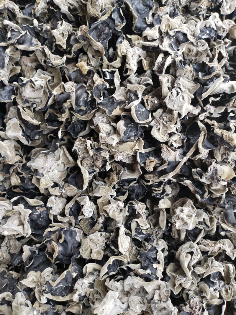 黑木耳自己种植，一手货源产地直发需要的联系我