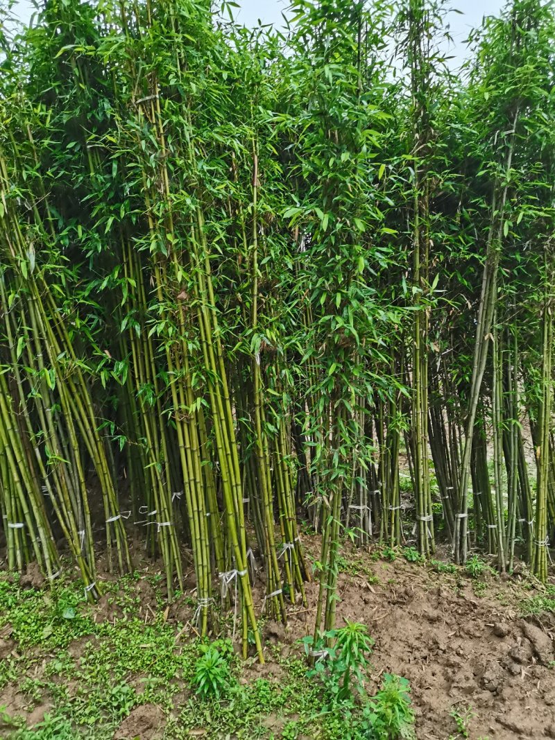 刚竹，各种规格，大量供货有需要的老板电话联系