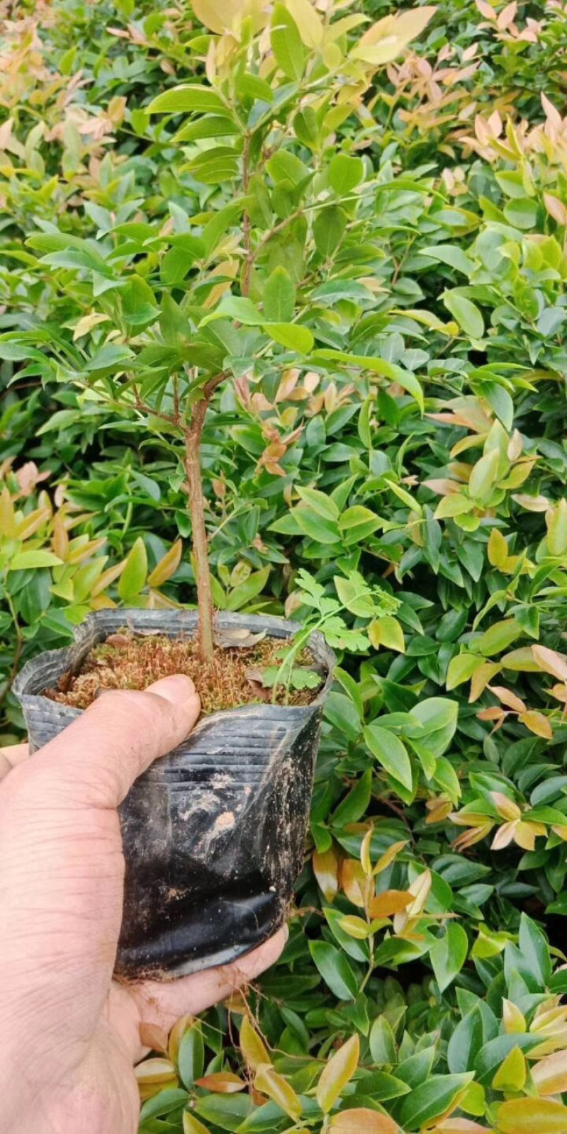 树葡萄苗