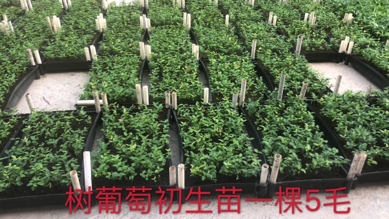 树葡萄苗