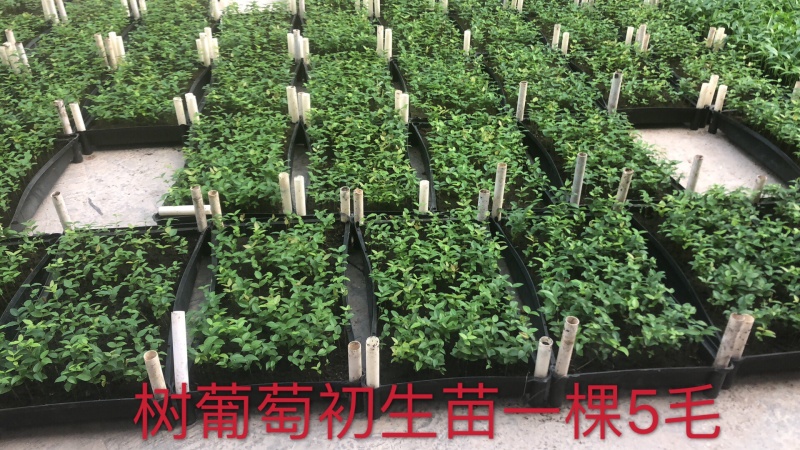 树葡萄苗