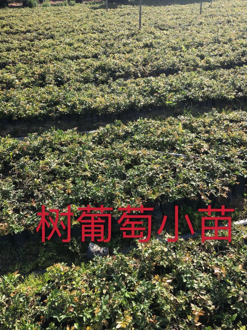 树葡萄苗