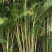 绿化苗散尾葵50/60到3米多的