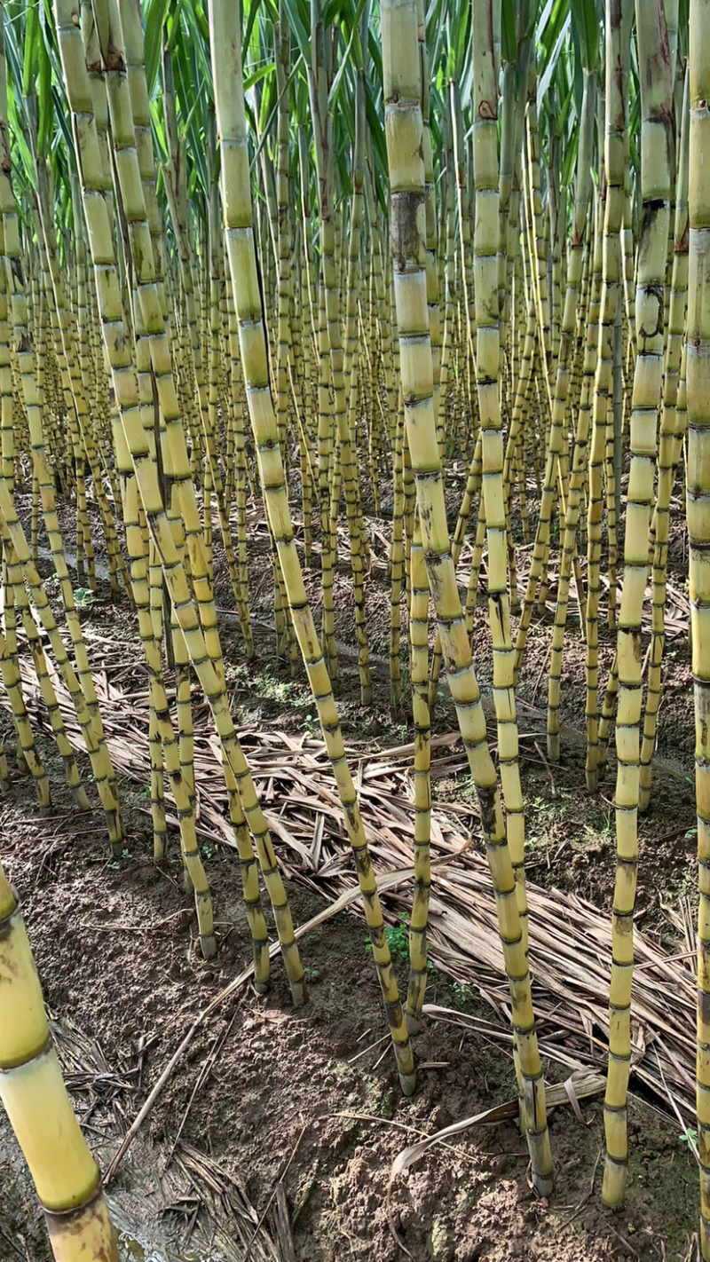 黄皮甘蔗榨汁优选水果甘蔗白甘蔗黄皮果蔗