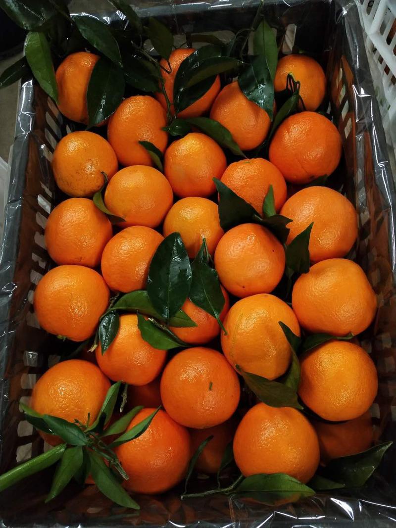 【推荐】纽荷尔脐橙鲜果采摘产地直供洗果分级包装上车