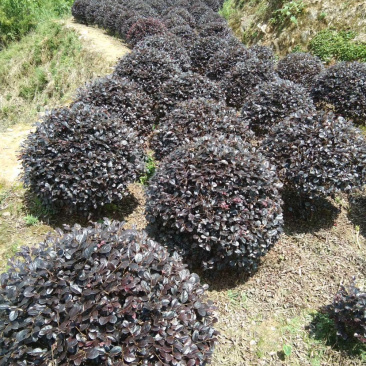 绿化种植苗木