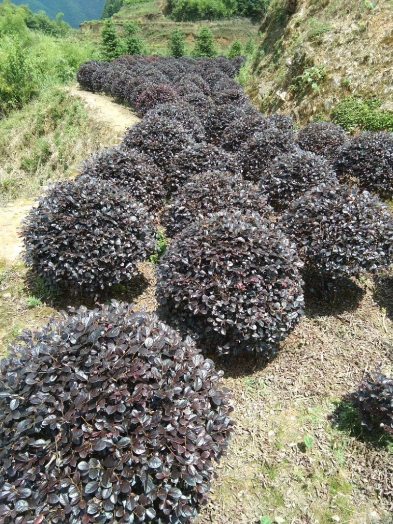 绿化种植苗木